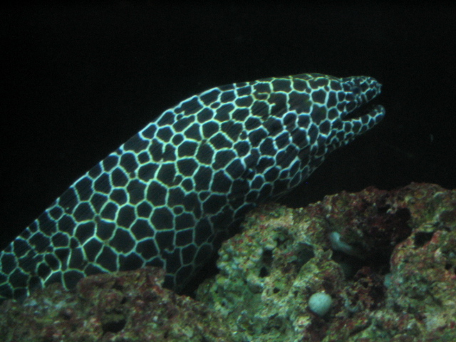 618x457 pixels (166K)